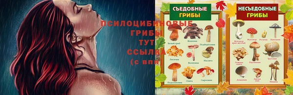 эйфоретик Аркадак
